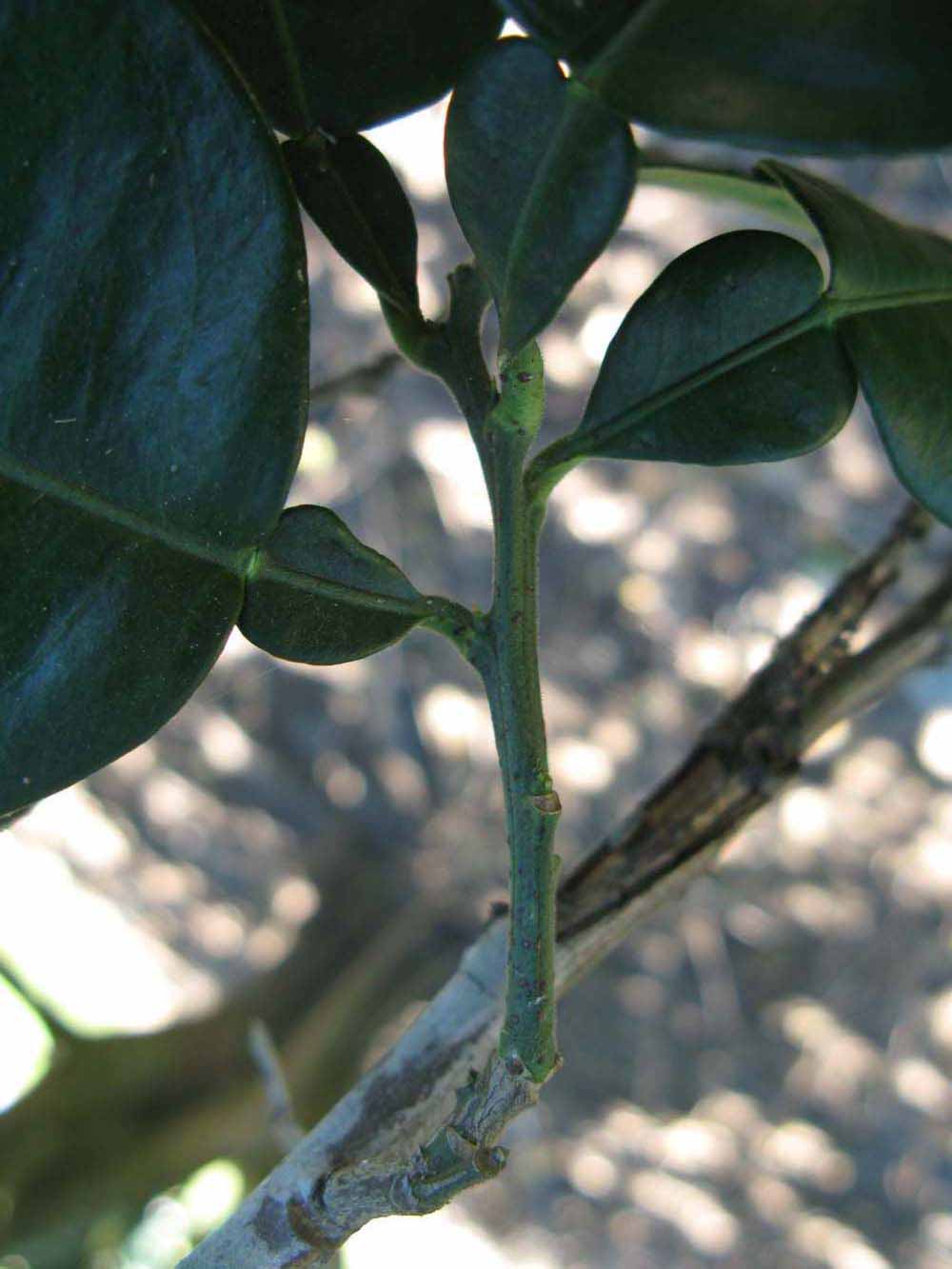            First year twig (Winter Haven, FL)   